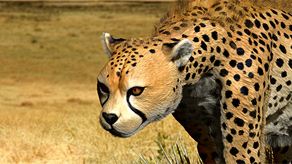 cheetah sculpt by Ida Cirillo - Advanced Digital Artist - iMasterArt